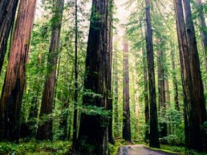Road moving through forest of tall redwood trees