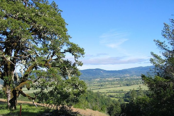 view of tree overlooking green hills in background