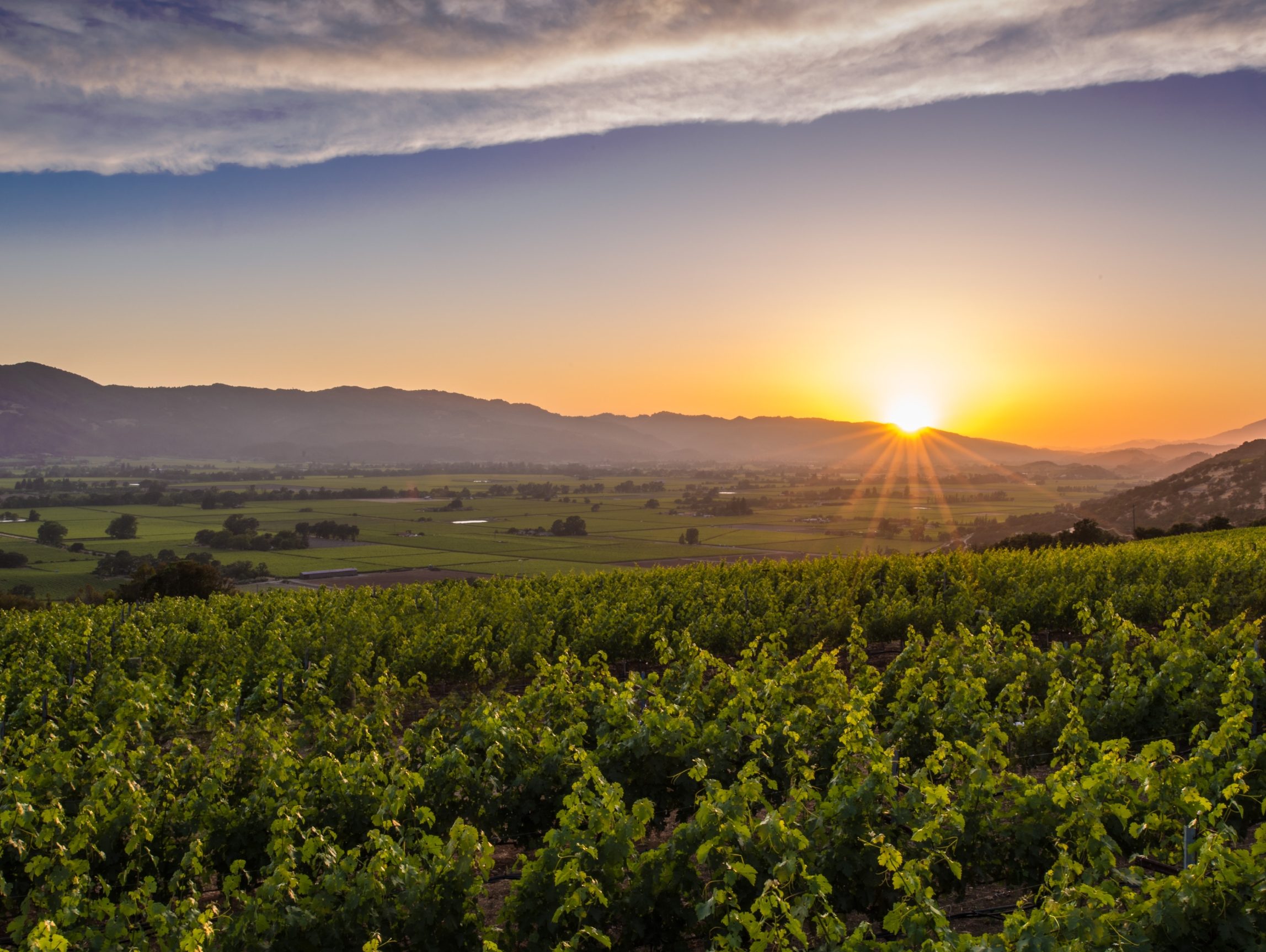 sunset in the distance with grape vines in the foreground