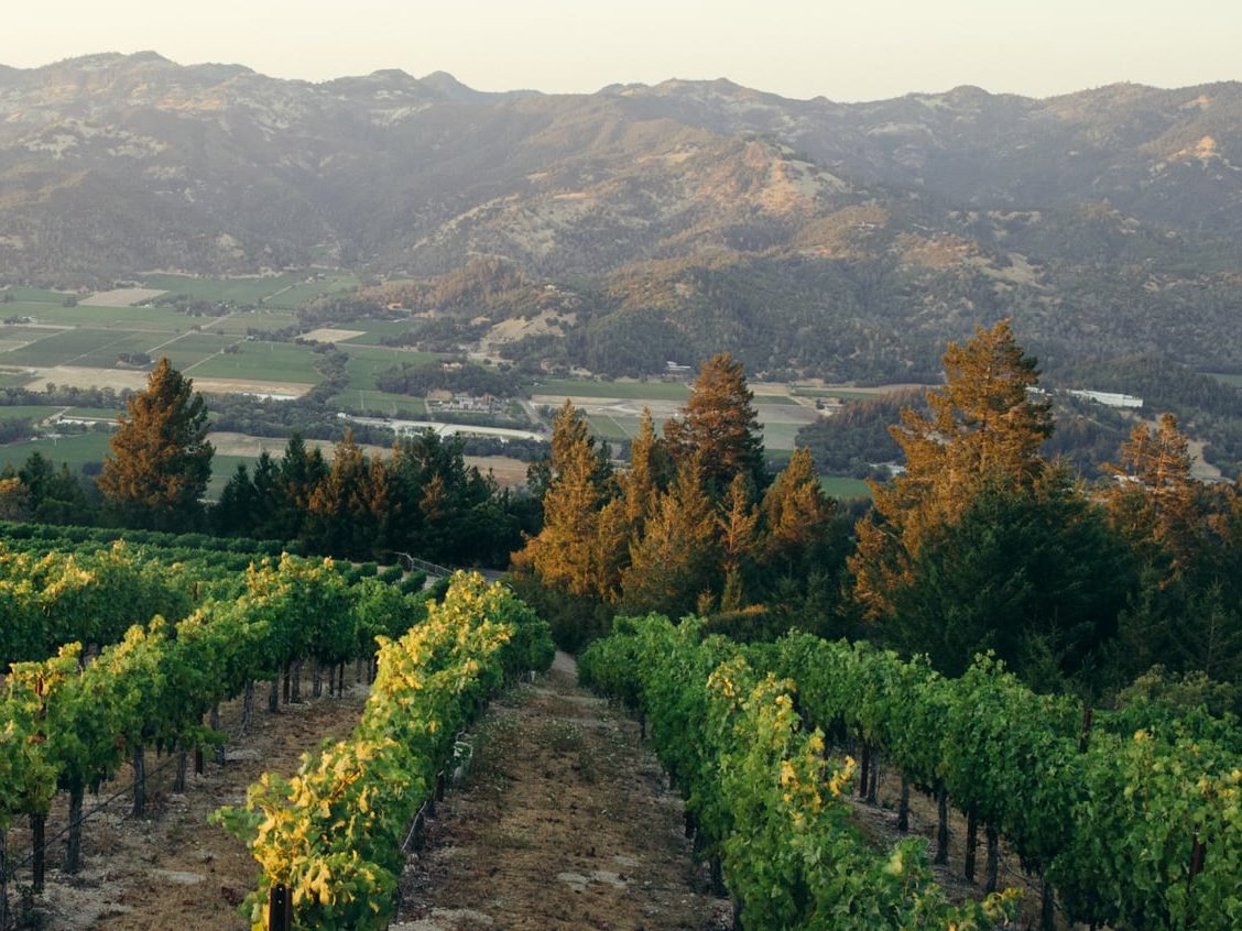 vineyard and trees overlook mountains on hazy day