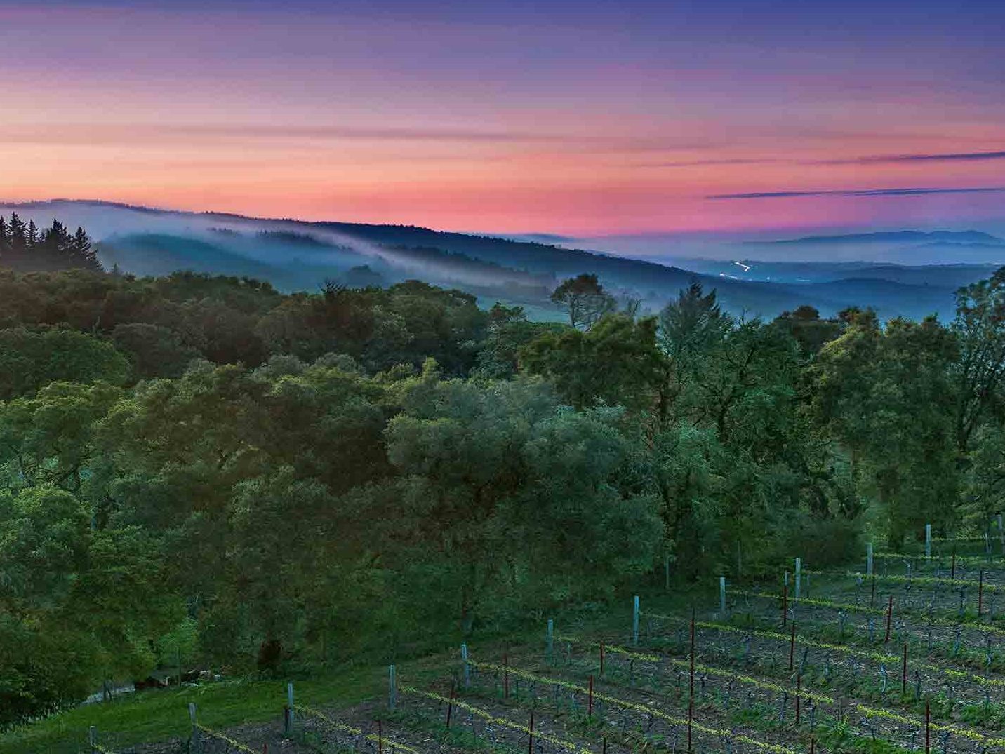pink and purple skies shine on to green trees and vineyard